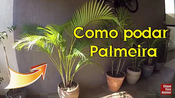 Como cortar uma palmeira muito alta?