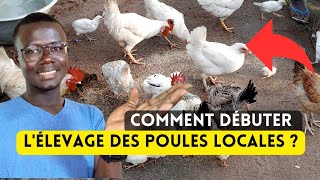 5 Étapes Clés Pour Débuter l'Élevage de Poulets en Afrique