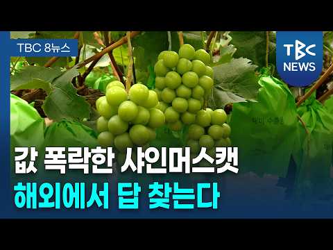 위기의 <strong>샤인머스캣</strong>... 수출로 '돌파구'ㅣTBC뉴스
