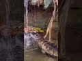 Crocs love waterfalls? This is a Broad-snouted caiman native to South America
