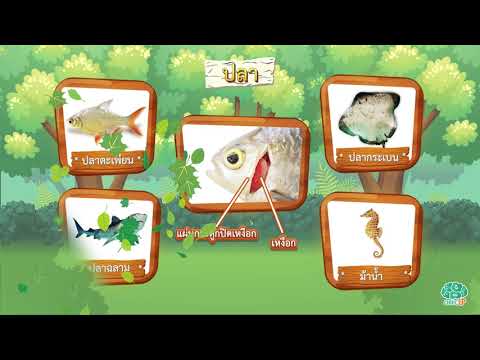 สัตว์มีกระดูกสันหลัง - วิทย์ ป.5