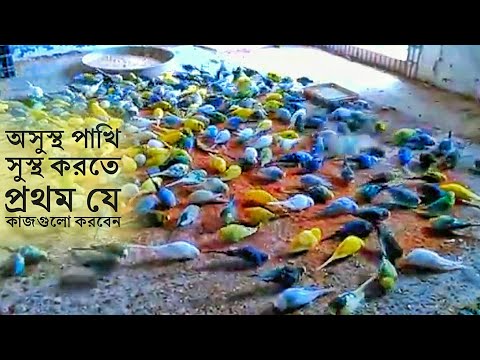 ভিডিও: পোষা প্রাণী অসুস্থ হলে ব্যথা উপশম করা