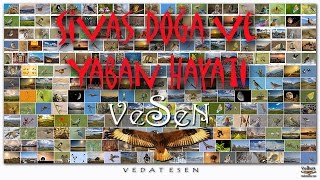 Sivas Doğa Ve Yaban Hayat Fotoğrafçıları