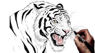 How To Draw A Tiger | Step By Step |
