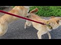 山陰柴犬の激しすぎる散歩