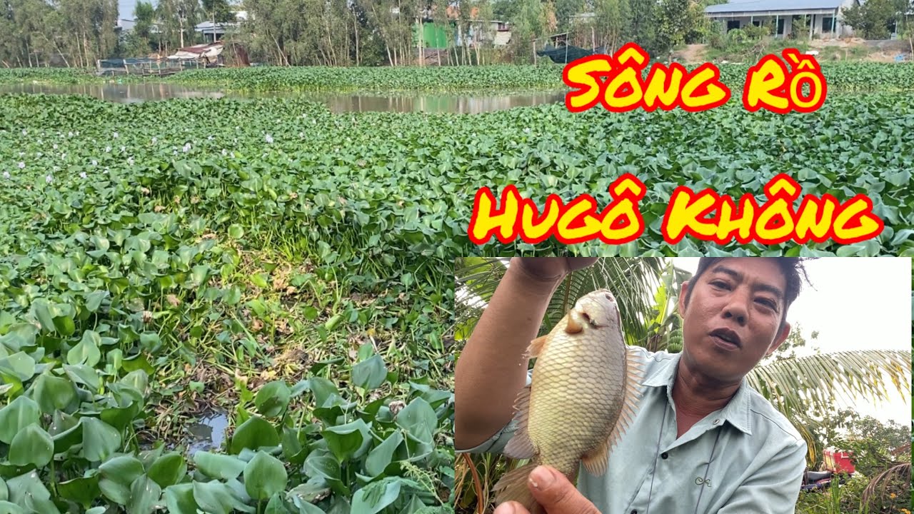 Tiếp tục cánh sông rồ nước rút cá ăn liên tục toàn là hugu không 