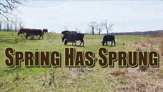 Spring Has Sprung In the Ozarks