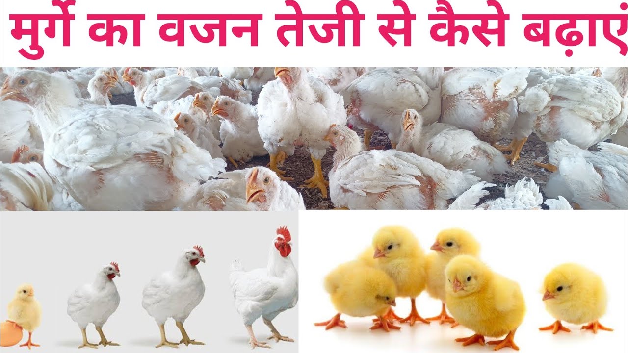 How To Increase Poultry Weight how-to-increase-poultry-weight