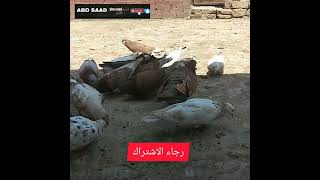 حافظ على حمامك من الصيف والجدري 🤔Abo Saad لتربيه الطيور