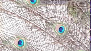 PROMOTE YOUR CHANNEL