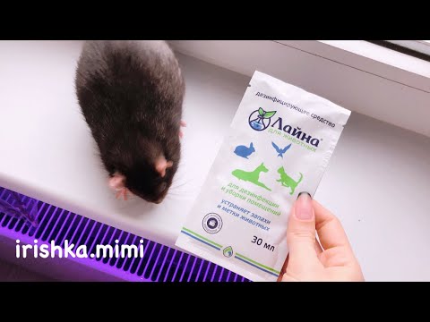 Чем мыть и обрабатывать клетку 🐀