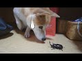 柴犬小春 やっぱり怖いカブトムシ 産卵と菌糸瓶