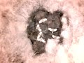 Birdcam_2010-05-04_17-48-33.avi