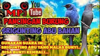 PANCINGAN BURUNG SRIGUNTING ABU BAHAN