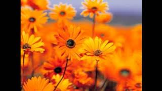 Download lagu Pachelbel - Canon D-Dur Speed Up