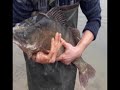 Івано-Франківський рибпатруль вилучив на Дністрі сітку з судаком вагою 8 кг
