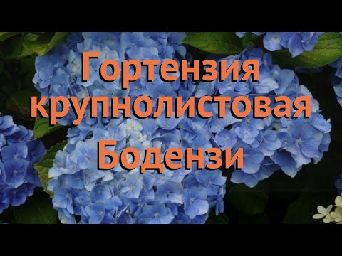 Гортензия крупнолистовая Бодензи