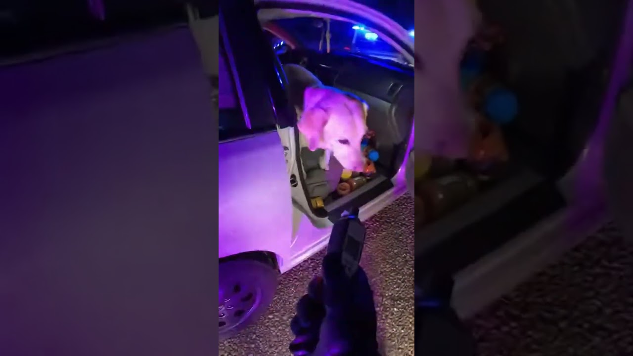 Police Bodycam: Peanut Butter DUI Dog Arrest
