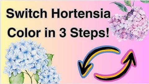 How to Change Hydrangea Colors: Pink to Blue & Blue to Pink - Step-by-Step Guide!