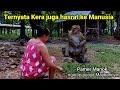 VIRAL_PELIHARA RATUSAN KERA TANPA KANDANG di rumah terpencil sebelah hutan wilayah Tuban.