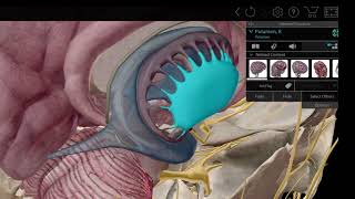 Visible Body | Empower Learning with the 3D Anatomy Suite