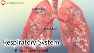 Respiratory System / Respiratory failure 3D video - #respiratory #biology
