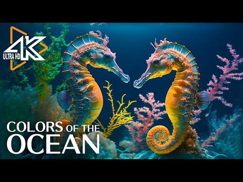 Vídeo: Bellesa fascinant: serp corall