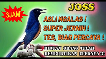 Shamalijster