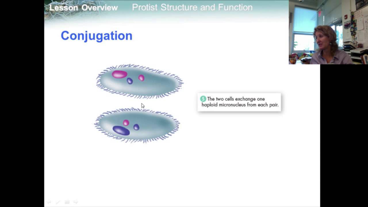 21.3 FAU High Bio - protists reproduction