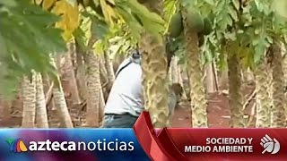 Ganadería, agricultura y porcicultura afectadas por el cambio climático