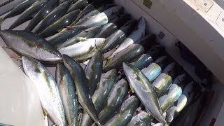 Epic trip on may 4th, 2017 at san clemente island. full lints for 4
guys my parker 2320 "fish sauce." if you'd like to advertise videos,
contact me ...