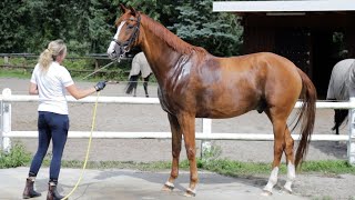 Verhaltensgestörtes Auktionspferd kommt in die Arbeit - Training soll umgestellt werden