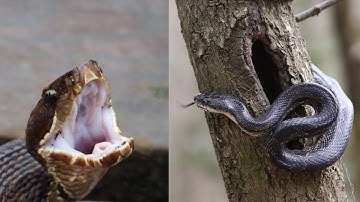 Venomous or harmless? See the difference between Carolina snakes