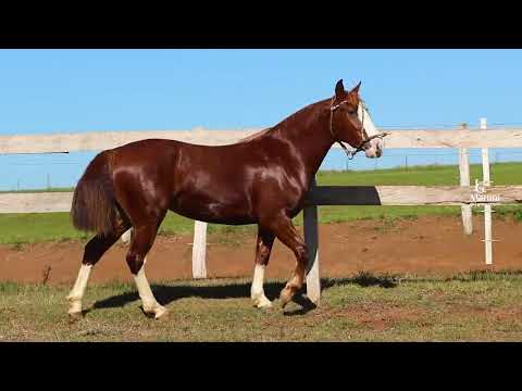 LOTE 15 - TOCAIA DO RIBEIRÃO BONITO