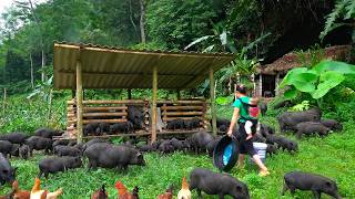 Lieu and Her Son Complete a Feed-Cooking Area and Welcome a New Herd of Black Pigs with Great Joy.