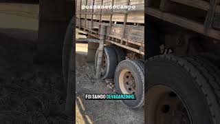 Boiadeiro engachado🤠