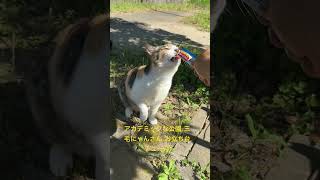 アカデミックの公園、三毛ニャンさん、お立ち台チュール|Hiroshi's channel