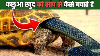 A unique fight between a snake and a turtle | How turtle defend themselves|@fabeastfacts