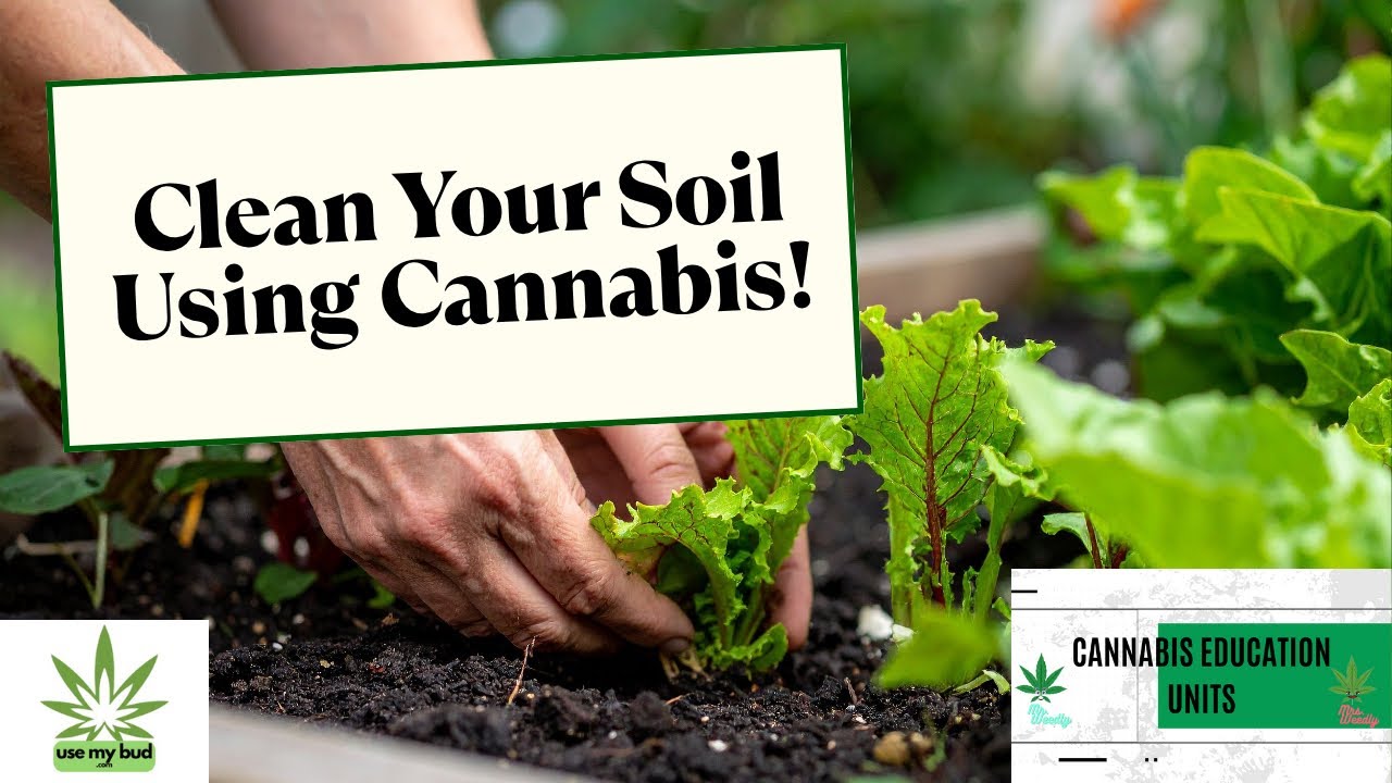 63. Cleaning soil with cannabis, Full melt hash cone, Cottonmouth, Permenant Marker, Pressing Flower