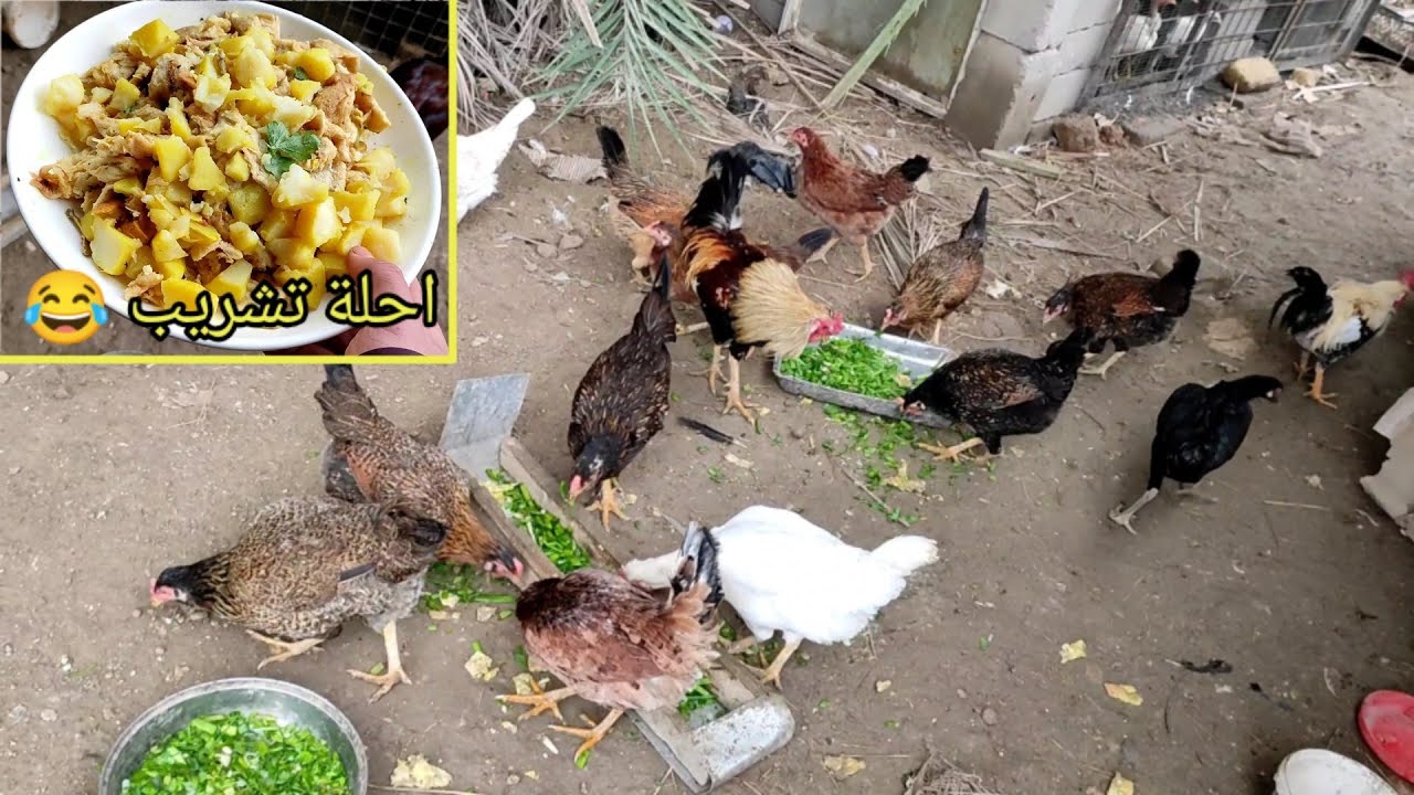 طلعت الهراتي وية الدجاج 🐔 اليوم وكلتهم تشريب 😅 صورت الطيور