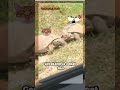 “Kura-Kura Ngomel ke Suami 😂” #kuralucu #hewanlucu #fyp #funnyanimals #shorts #pasangkura