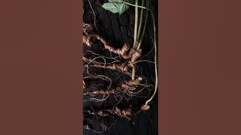 4 củ sâm rừng già chất lượng mời các bác siêu tầm bao kiểm định giá yêu thương 0377965679 e Nguyệt