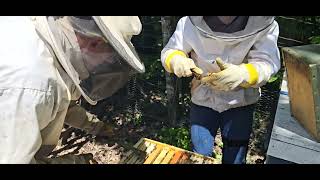 Bee Check May 12, 2024: Garden Apiary ~ SimplKomb update