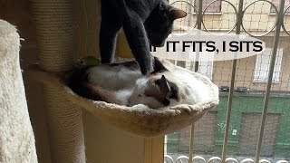 If I fits, I sits by Pitu | Funny Cats