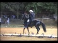 PASO FINO POTROS  DE 37 A 48 MESES TABLA Y ARENA  EN EL PUEBLO DE ISABELA BO. LLANADA