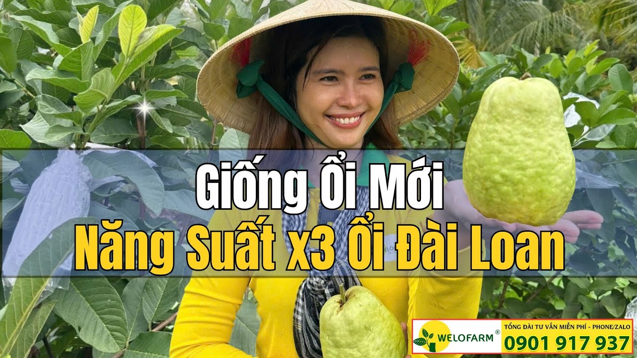 ỔI GIỐNG MỚI NĂNG SUẤT GẮP 3 LẦN ỔI ĐÀI LOAN