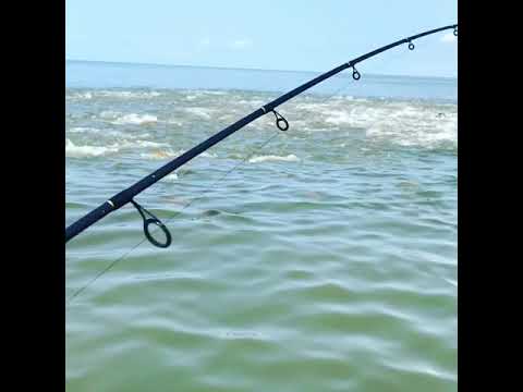 Redfish feeding frenzy