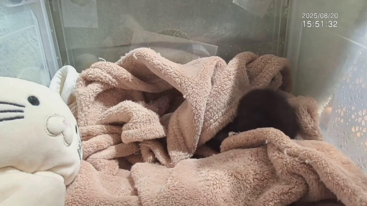 □幼猫保育器□新入生赤ちゃん猫□ 黒猫♂ 仮名：つばす 2025/08
