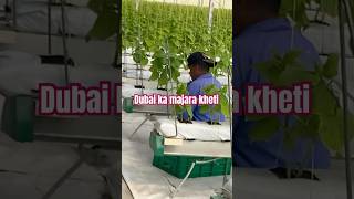 Dubai ka majra kheti #cute #trending #love