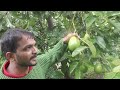 Organic Butter Fruit Farming Coorg Dist Karnataka State [Promo]